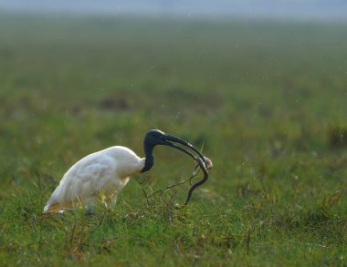 Kara Kafalı Ibis, Ibis familyasından bir kuş türü.,