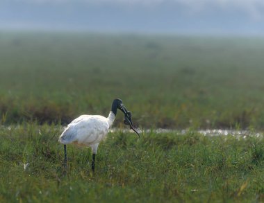 Kara Kafalı Ibis, Ibis familyasından bir kuş türü.,