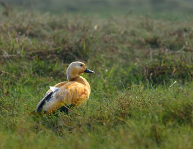 The Ruddy Shelduck, known in India as the Brahminy duck, is a member of the family Anatidae. It is a distinctive waterfow. clipart