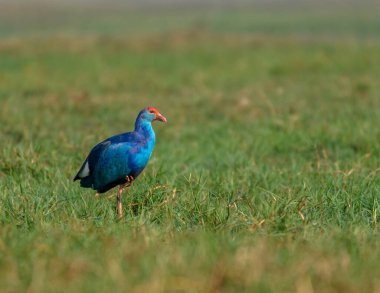 Gri Kafalı Swamphen bir bataklık türüdür. .