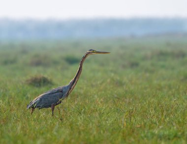 A Purple Heron standing still to catch its Kill. clipart