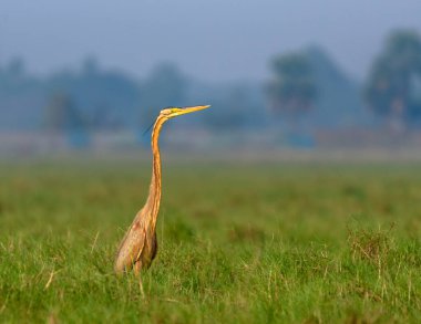 Purple Heron, balıkçılgiller (Felidae) familyasından bir balıkçıl türü.. 