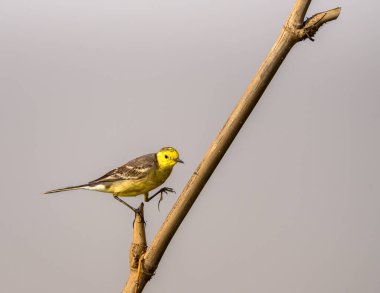 Yellow Wagtail sitting on a Tree branch. clipart