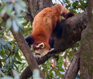 Küçük panda olarak da bilinen Kızıl panda, küçük bir memelidir..