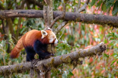 Küçük panda olarak da bilinen Kızıl panda, küçük bir memelidir..