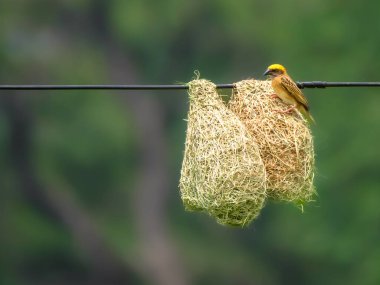 A Baya Weaver, Preparing hanging Nest woven from leaves,  clipart