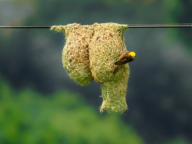 A Baya Weaver, Preparing hanging Nest woven from leaves,  clipart