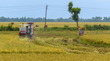 Durgapur, Batı Bengal, Hindistan, Mayıs 06: 2023: Bir çeltik tarlasında ekin biçmek için tarım makineleri kullanılıyor.