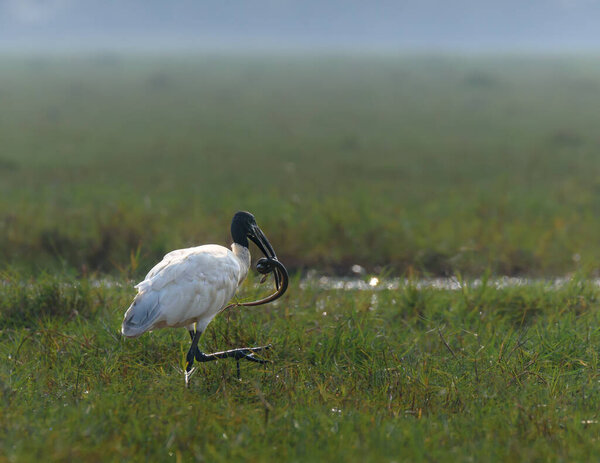 The Black Headed Ibis is a species of wading bird of the ibis family with its Kill,