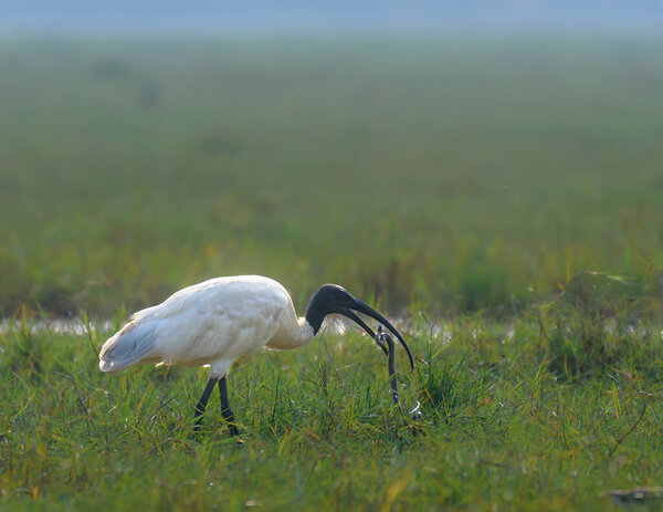 The Black Headed Ibis is a species of wading bird of the ibis family with its Kill,