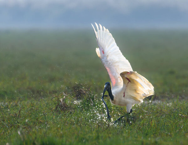 An Indian White Ibis fighting with its Kill.