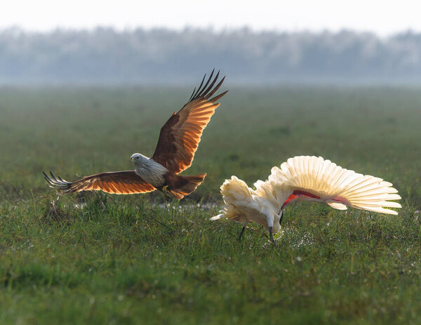 Image of Fight between A Brahminy Kite Juveniles and An Indian White Ibis for a catch. 