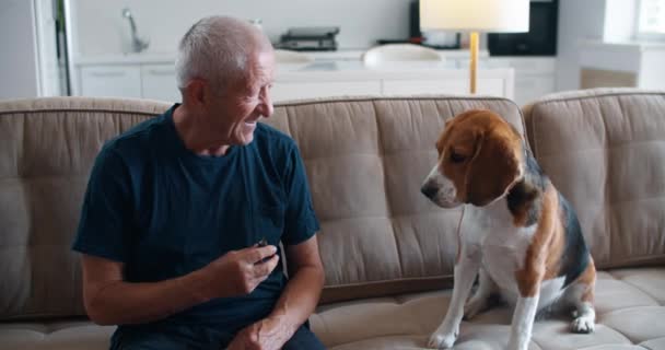 Владелец пожилого человека угощает свою собаку собачьим угощением. На диване сидит пожилой владелец и его собака-охотник. Сильная дружба между человеком и собакой. — стоковое видео