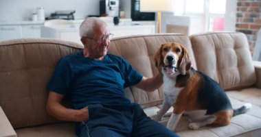 Yaşlı bir adam köpeğiyle kanepeye oturur, elini köpeklerin kürkünün üzerinden geçirir ve sevinir. Bir av köpeği sahibi ile birlikte kanepede oturuyor. Köpeğinle vakit geçirmenin zevki.