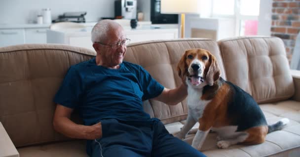 老人は犬と一緒にソファに座って、犬の毛皮の上に手を走らせ、喜びます。所有者と一緒にビーグル犬がソファに座っている。犬と過ごす時間の喜び. — ストック動画