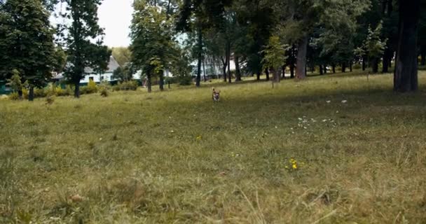 Krásný pes plemene bíglů poslušně sedí v parku na trávě. Pes poslušně čeká na povel, běží na povel majiteli. Detailní záběr — Stock video