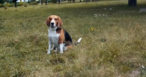 En vacker hund av ras beagle lydigt sitter i parken på gräset. Hunden väntar lydigt på kommandot, körs på kommando. Närbild — Stockvideo
