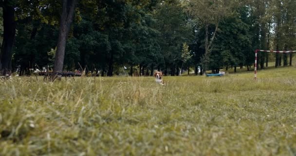 Красива собака породи бігль слухняно сидить в парку на траві. Собака слухняно чекає командування, біжить за командуванням до власника. Крупним планом — стокове відео