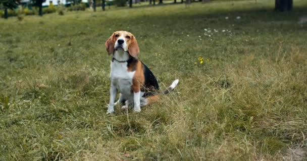 Un hermoso perro de raza beagle obedientemente se sienta en el parque en la hierba. El perro bosteza en el parque. Primer plano — Vídeo de stock