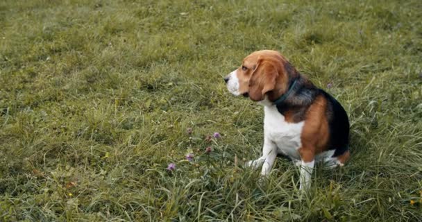 一只漂亮的小猎犬正坐在公园的草地上.夏天的一个晚上,这只狗正在公园里休息.四.后续行动 — 图库视频影像