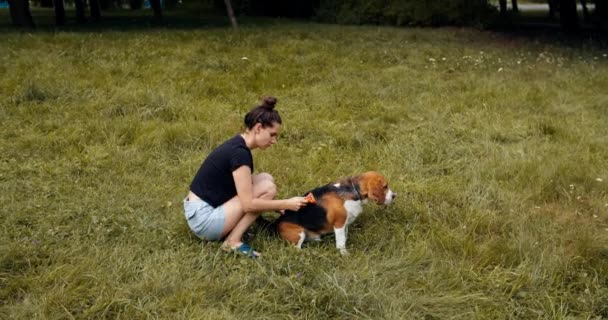 公園でウールのビーグル犬を持っている所有者の女の子。犬は素直に座って待っている。犬のグルーミング — ストック動画