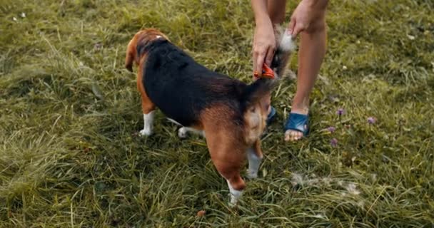 Proprietaria ragazza pettinando cani beagle lana nel parco. Il cane obbedientemente si siede e aspetta. I peli sulla coda sono pettinati al cane, c'è un sacco di lana. — Video Stock