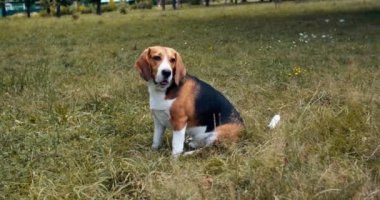 Güzel bir av köpeği parkta çimlerin üzerinde oturur, sahibiyle buluşur ve itaatkar bir şekilde yanında yürür. Bir yaz günü bir kadın bir köpekle parkta yürür..