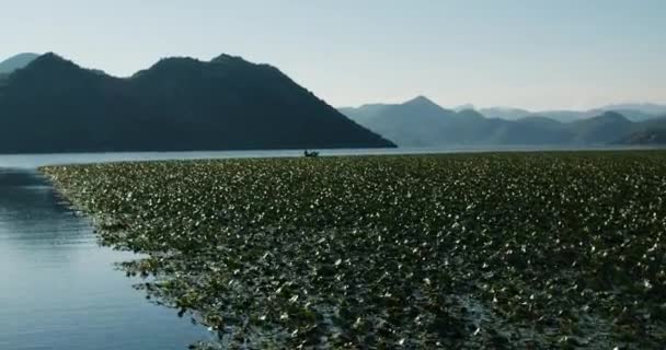 Скадарский пейзаж озера, природная зона с водяной лилией. Водяные лилии с видом на горы в летний вечер — стоковое видео