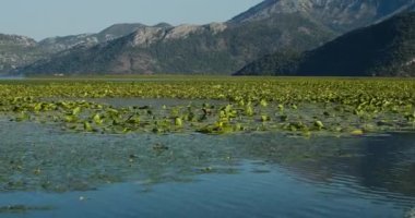 Skadar göl manzarası, nilüferli doğal alan. Bir yaz akşamı dağlara bakan zambaklar..