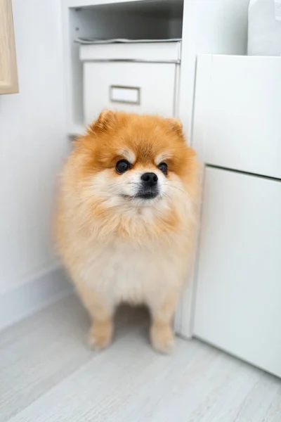 Um belo cão da raça Pomeranian fica no chão — Fotografia de Stock