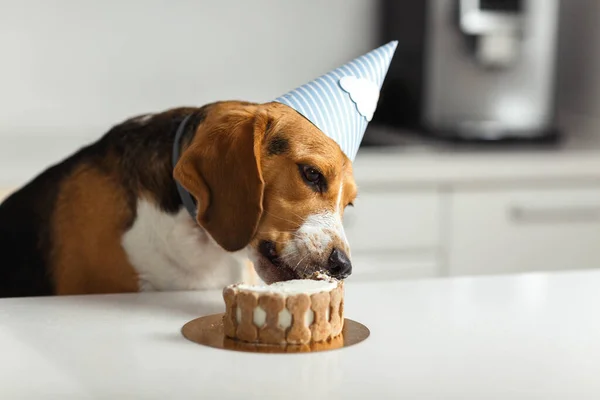 Yavru bir av köpeğinin doğum günü. Mutlu köpek lezzetli pasta yiyor.