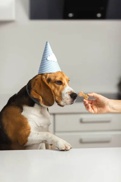 Ev sahibesi av köpeğine lezzetli kurabiyeler ikram ediyor. Köpek doğum günü. Mutlu av köpekleri