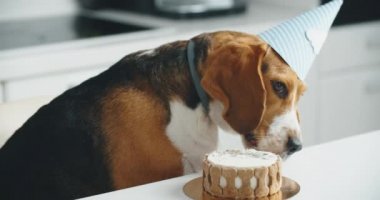 Şenlik şapkalı mutlu bir av köpeği masaya oturur ve lezzetli pastasını yer. Köpek bayramı.