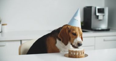 Şenlik şapkalı mutlu bir av köpeği masaya oturur ve lezzetli pastasını yer. Köpek bayramı.