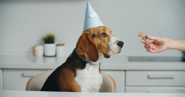 Glad beagle dog i en fest hatt får läckra kakor för sin födelsedag. Beagle hund porträtt — Stockvideo