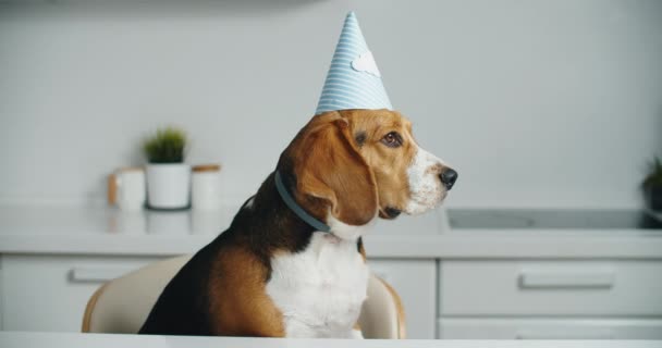 Happy beagle dog em um chapéu de festa recebe deliciosos biscoitos para o seu aniversário. Retrato de cão beagle — Vídeo de Stock