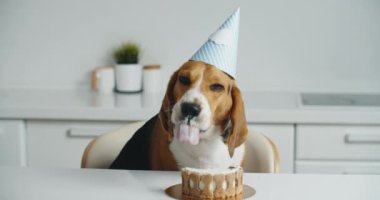 Şenlik şapkalı mutlu bir av köpeği masaya oturur ve lezzetli pastasını yer. Köpek bayramı.