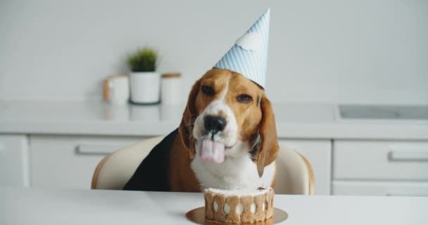 Šťastný bíglí pes ve slavnostním klobouku sedí u stolu a jí svůj lahodný dort. Psí svátky. — Stock video