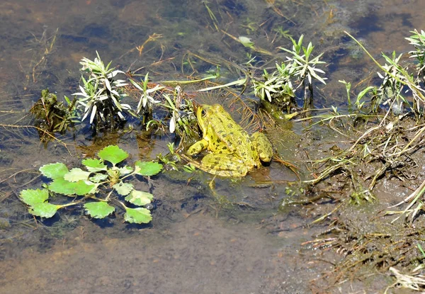 对藻类的池塘里的青蛙 — 图库照片