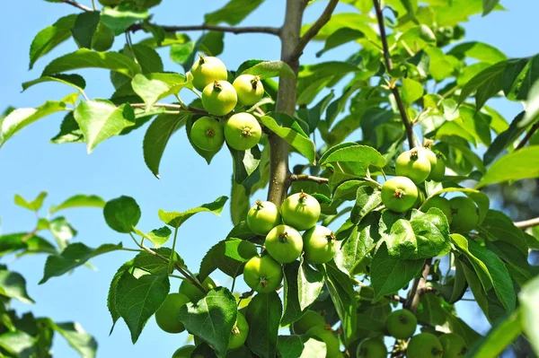 Zielone Jabłko Gałęzi Drzewa — Zdjęcie stockowe