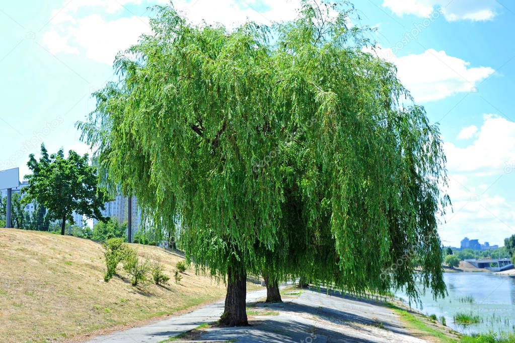 Weeping willow tree in the public park