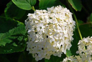 Kırsal çiçek tarhında güzel taze ortanca bitkisi