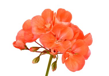 Beyaz arka planda izole edilmiş yumuşak sardunya çiçeği.