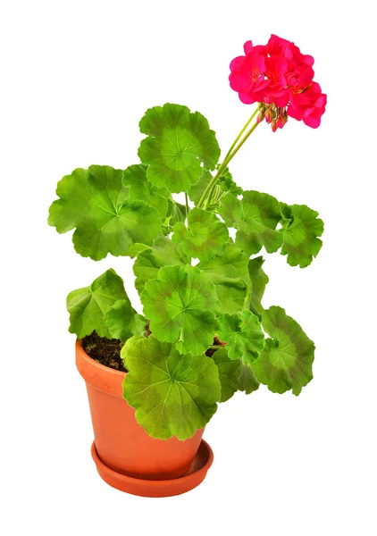 Zachte Geranium Bloem Geïsoleerd Witte Achtergrond — Stockfoto