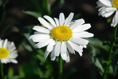 Kırsal çiçek tarhında güzel taze papatya çiçeği