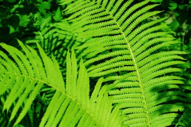 Ormanda yetişen yeşil, gür eğreltiotu