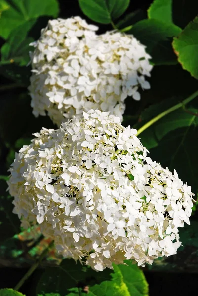 Belle Plante Hortensia Fraîche Dans Lit Fleurs Rural — Photo