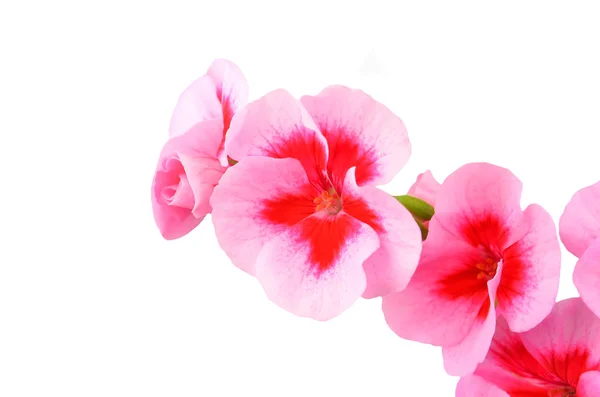 Balmy Geranium Blume Isoliert Auf Weißem Hintergrund — Stockfoto