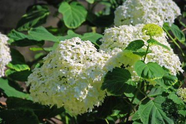 Kırsal çiçek tarhında güzel taze ortanca bitkisi