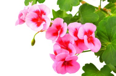 Beyaz arka planda izole edilmiş yumuşak sardunya çiçeği.